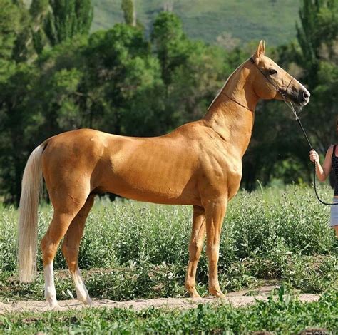 Palomino akhal teke | Akhal teke horses, Horses, Horse breeds