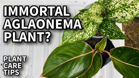 Watch This Before Buying Aglaonema Plant Chinese Evergreen Care Tips