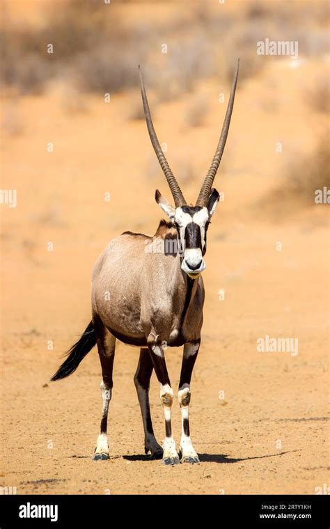 Kalahari Oryx Game Reserve Hi Res Stock Photography And Images Alamy