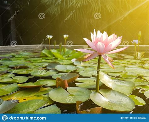 Lotus Flower Water Lily Blossoming Lily Flower With Green Leaves Stock