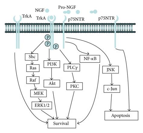 Signaling Of Ngf Receptors Ngf Is Formed By Cleavage From Pro Ngf