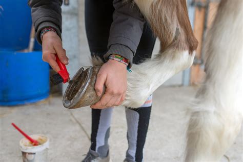 Hufpflege bei Pferden - Die richtige Hufpflege und häufige Hufkrankheiten