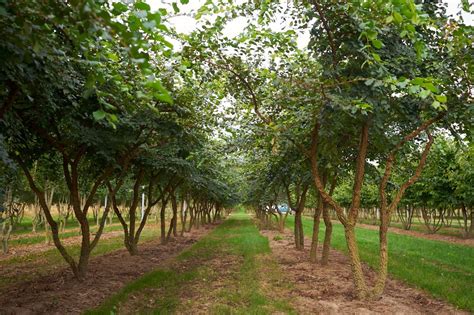 Ulmus Minor Var Suberosa Van Roessel Vormbomen