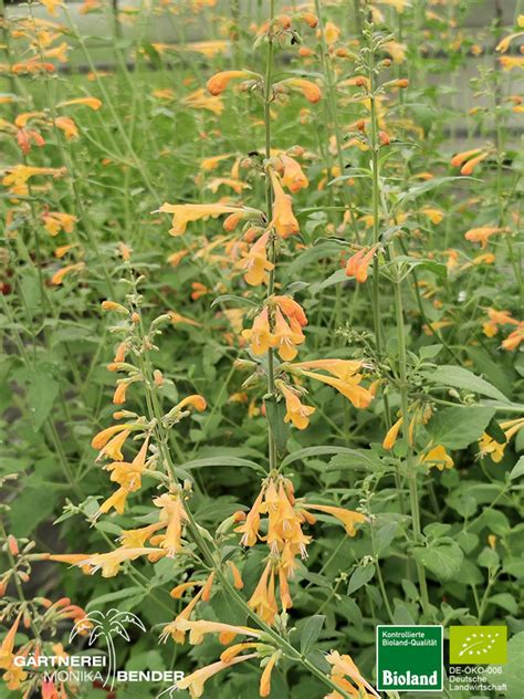 Orangen Duftnessel Agastache aurantiaca Bioland Bioland Gärtnerei