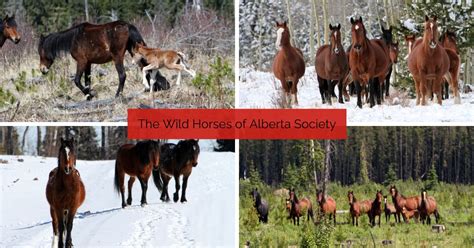 Albertas Unique Horses The Wild Horses Of Alberta Society