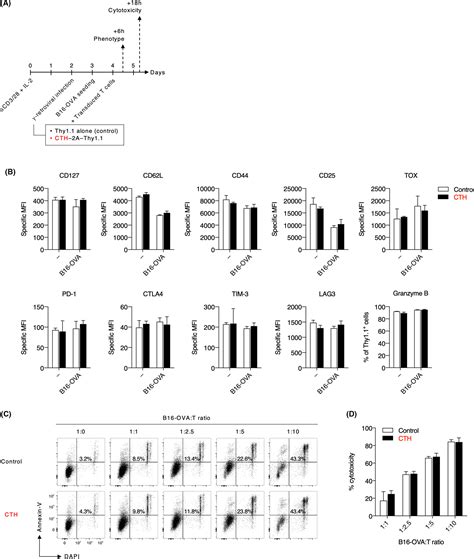 Cystathionine‐gamma‐lyase Overexpression In T Cells Enhances Antitumor