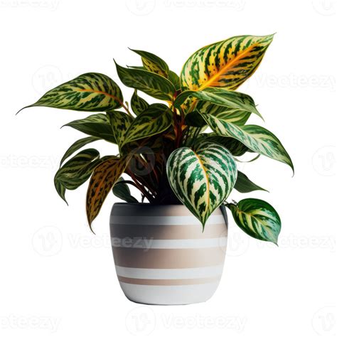 Home Plant In Pot Png