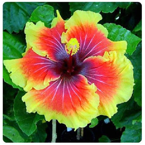 200 Seeds Mix Rare Rainbow Color Giant Hibiscus Seeds Exotic Coral Flower Décor Ebay