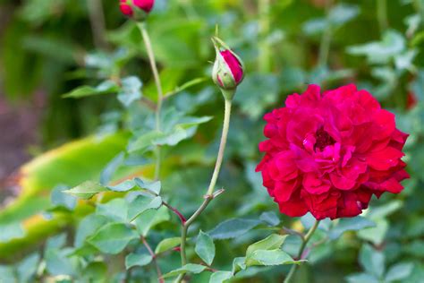 Trucos Efectivos Para Que Tus Plantas Florezcan Hermoso Y No Se