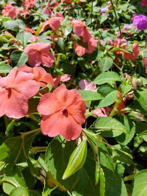 Impatiens Beacon Pearl Island Mixture