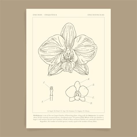 Free Vector Hand Drawn Orchid Outline Illustration