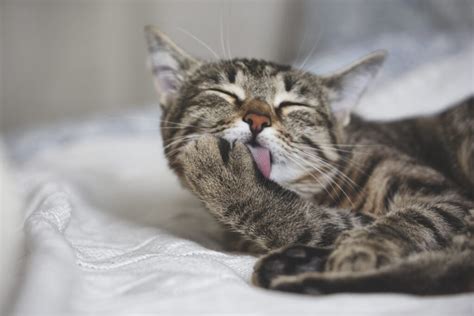 Giardiasis In Cats Symptoms And Treatment Piscataqua Animal Hospital