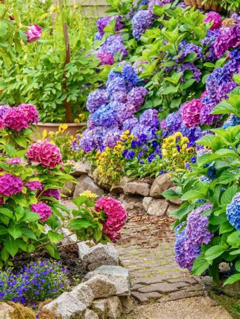 20 Flowering Bushes for a Vibrant Garden - Houseplant Central