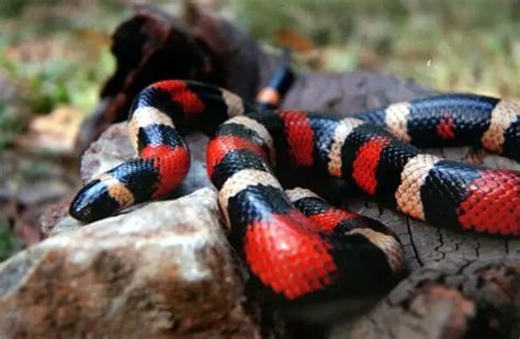 Mexican Milk Snake