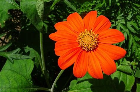 100 Seeds Mexican Sunflower Orange Tithonia Speciosa Etsy