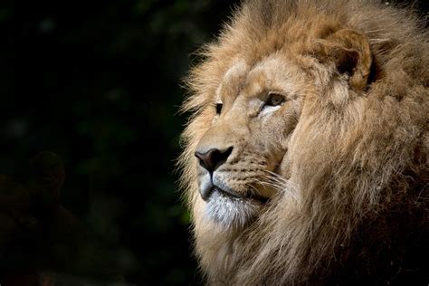 Images Gratuites Lion faune mammifère crinière moustaches Masai