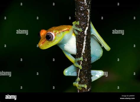 Rot Leaf Environment Enviroment Closeup Animal Pet Amphibian Green