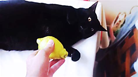 Сats Eat Lemon Funny Cats Compilation Youtube