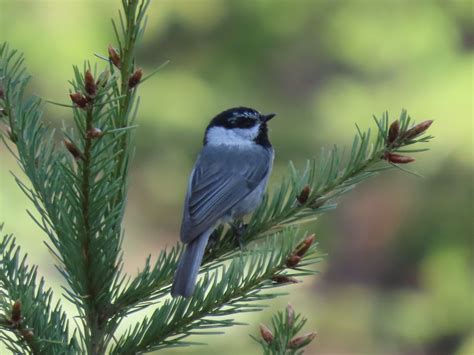 Ebird Checklist May Mendocino National Forest Orland Us Ca