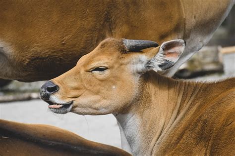 Banteng Cattle Animal Bos - Free photo on Pixabay - Pixabay