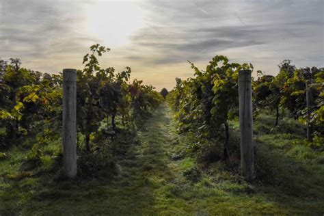 Visit English Vineyard Stanlake Park Wine Estate In Berkshire Muddy