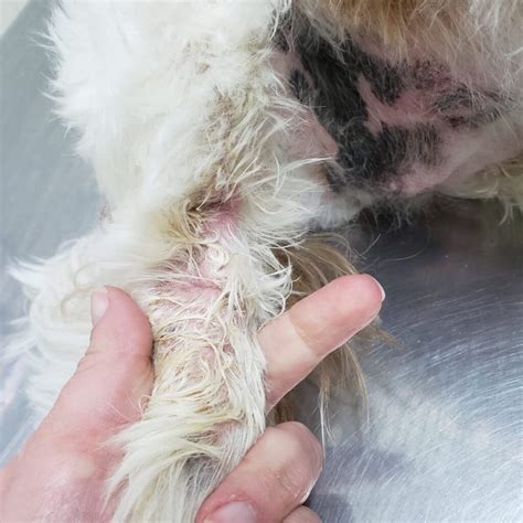 Dermatite Canina O Que é Quais Os Sintomas E Tratamento