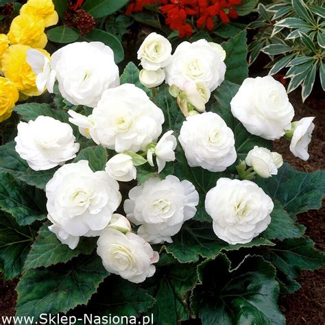 Begonia wielokwiatowa Multiflora Maxima biała duża paczka 20