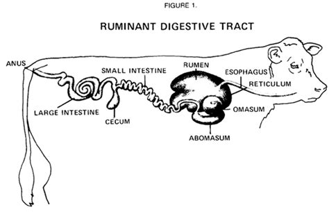 Cow Digestive Process Order Diagram Labeled Label A Cows