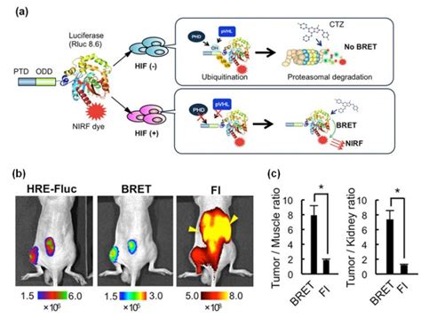 Injectable Bret Imaging Probe Image Eurekalert Science News Releases