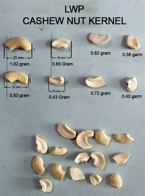 Different Grades Cashew Kernels Cashew Types List Vietnam Chuy N