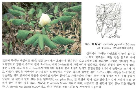 작약속 Paeonia LINN