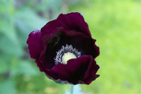 I M In The Garden Today Pfabulous Purple Poppies