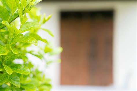 Premium Photo Closeup Nature View Of Green Leaf On Blurred Greenery