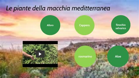 Piante Della Macchia Mediterranea By Corrado Marzano On Prezi Next