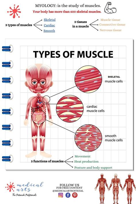 Myology Muscles Anatomy Physiology Muscle Types Functions