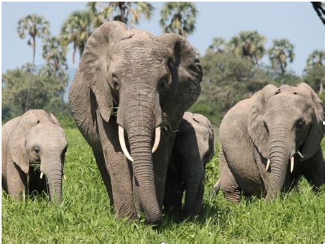 Itv News Posts Elephant Poaching Awareness