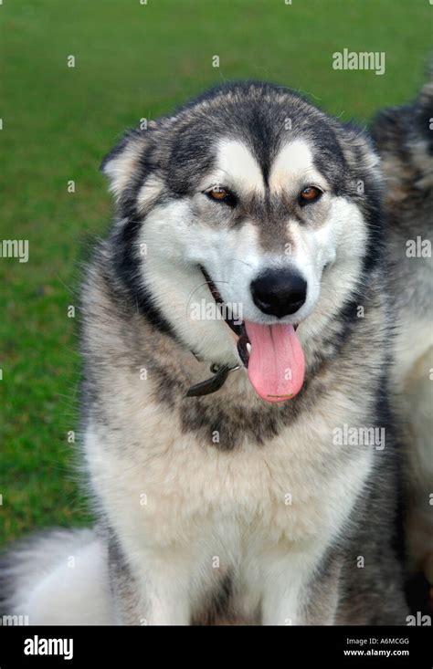 Alaskan Malamute Dog Stock Photo Alamy