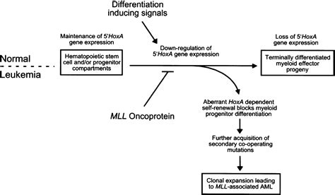 Transformation Of Myeloid Progenitors By Mll Oncoproteins Is Dependent