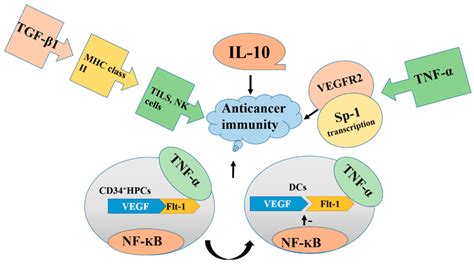 Overproduction of IL 10 TNF α TGF β NF kB and vascular endothelial