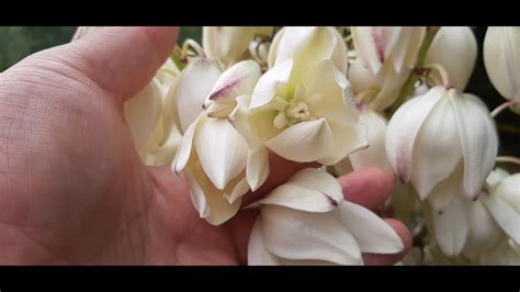 Conociendo La Yucca Flor De Izote Planta De Zonas áridas Youtube