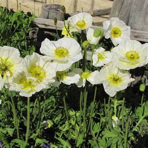 Poppy Country Bumpkin Plant Nursery