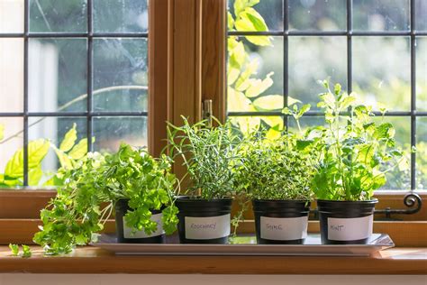 The Complete Guide To Planting And Growing Herbs In Pots Including The