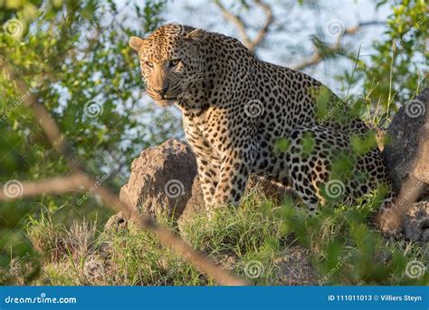 A Mean Looking Leopard Looking At The Camera Stock Image Image Of