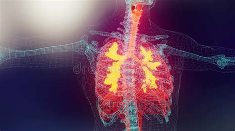 Human Respiratory System Lungs Anatomy Animation Concept Visible Lung