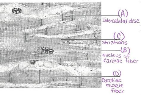 Review Sheet Exercise 30 Anatomy Of The Heart Flashcards Exercise Poster