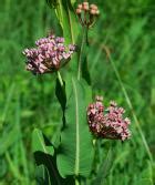 Pink Flowers Opposite Leaves Page