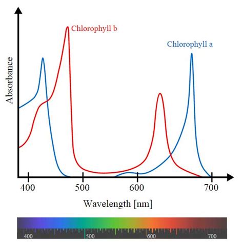 How Does Color Spectrum Affect Growing Weed? | Grow Weed Easy