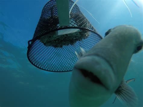 Por La Suba En La Temperatura De Los Océanos Los Peces Se Vuelven Más Depredadores Infobae