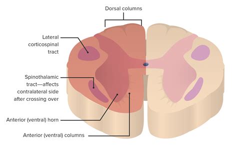 L Hladina Kab Na Spinal Cord Cross Section Funtion Lost Walter