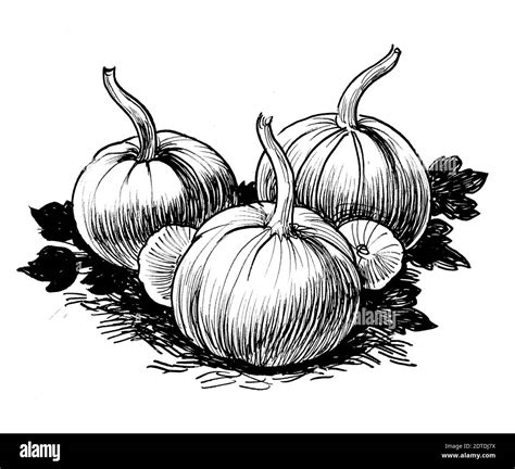 Bunch of pumpkins. Ink black and white drawing Stock Photo - Alamy